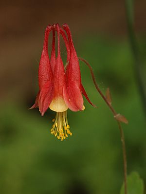 Archivo:Wild Columbine Aquilegia canadensis Flower 1765px