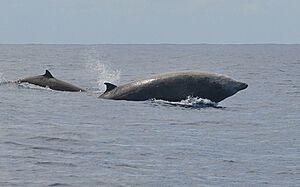 Archivo:Ziphius cavirostris in Dominica, 2012