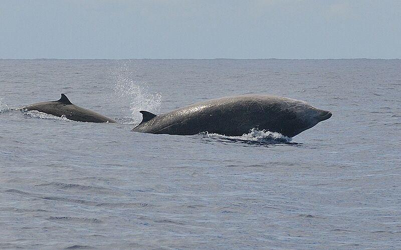 Ziphius cavirostris in Dominica, 2012