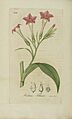 1818 40 AmericanMedicalBotany engr byAnnin and Smith 3543550518