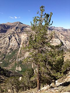 2013-09-09 11 00 19 Limber Pine at 10350 feet along the route to Verdi Peaks from Terraces Picnic Area in Lamoille Canyon.jpg