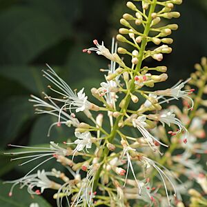 Archivo:Aesculus parviflora-IMG 5983