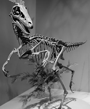 Archivo:Alaskan troodont Perot Museum