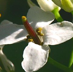 Archivo:Alliaria petiolata ENBLA03