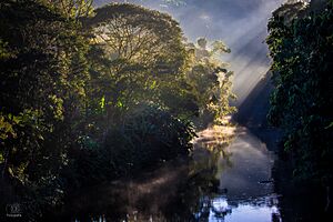 Archivo:Amanhecer na Mata Atlântica