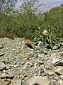 Animal en el Cerro de la Silla