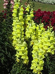 Antirrhinum majus BCBG (01)