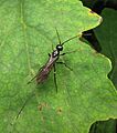 Atanycolus longicauda female