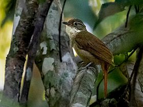 Automolus paraensis - Para Foliage-gleaner; Carajas National Forest, Pará, Brazil.jpg