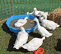 Aylesbury Ducks