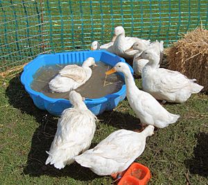 Archivo:Aylesbury Ducks