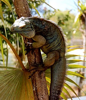 Archivo:Blue Iguana in tree