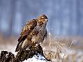 Buteo buteo 1 (Lukasz Lukasik)