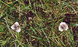 Archivo:Calochortus tolmiei 1