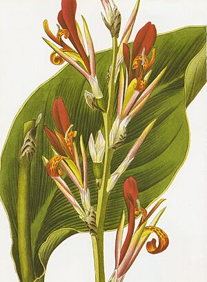 Archivo:Canna coccinea RHS