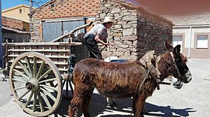 Archivo:Carro tirado por burros. Típico en Zamora