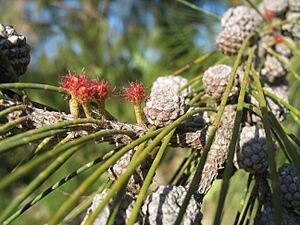 Archivo:Casuarina equisetifolia - Cabanas de Tavira Portugal 02