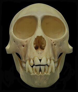 Archivo:Cercopithecus mona 01 MWNH 520 1