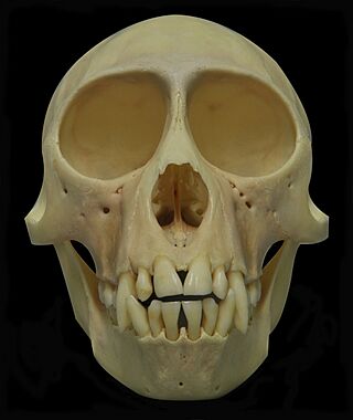 Cercopithecus mona 01 MWNH 520 1.jpg