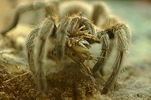 Archivo:Chilean spider eating crickets hair brushed