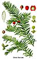 Cleaned-Illustration Taxus baccata