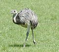 Common rhea