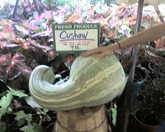 Cucurbita argyrosperma winter squash cushaw Large food
