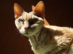 Archivo:Devonrex cat