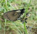 DirkvdM butterfly grass