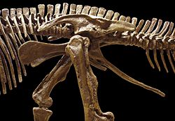 Archivo:Edmontosaurus pelvis left
