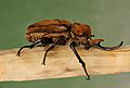 Elephant Beetle Megasoma elephas Male Side 2699px