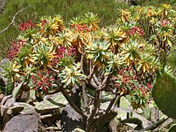 Euphorbia atropurpurea Tenerife 2.jpg
