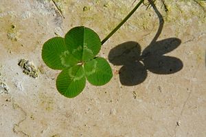 Archivo:Four-leaved clover