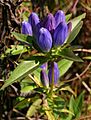 GentianaAndrewsii