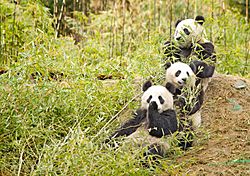 Giant Pandas having a snack.jpg