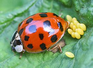 Archivo:Harmonia axyridis - lifecycle A - 01 - laying a clutch
