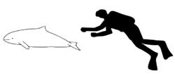 Heaviside's dolphin size.svg