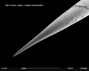 Archivo:Hedgehog sting in SEM, 20x