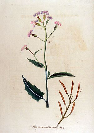 Archivo:Hesperis matronalis — Flora Batava — Volume v12