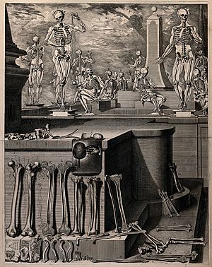 Archivo:Human bones in the foreground; skeletons in Wellcome V0036135