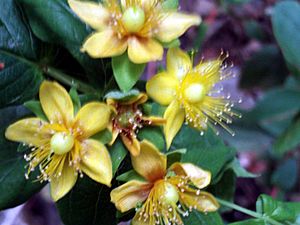 Archivo:Hypericum androsaemum flower Closeup SierraMadrona
