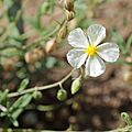 IMG 7443-Helianthemum apenninum