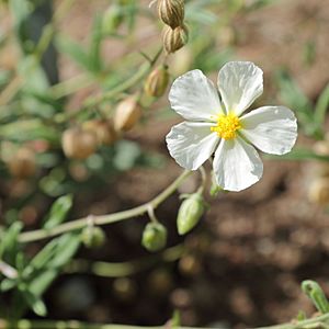 Archivo:IMG 7443-Helianthemum apenninum