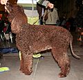 Irlandzki spaniel wodny 676