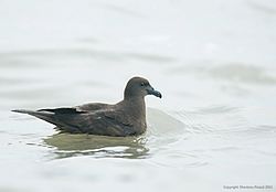 Jouanin's Petrel.jpg