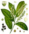 Koeh-Prunus laurocerasus