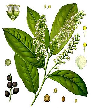 Archivo:Koeh-Prunus laurocerasus