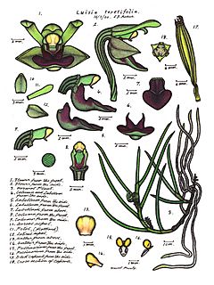 Archivo:LR049 72dpi Luisia teretifolia