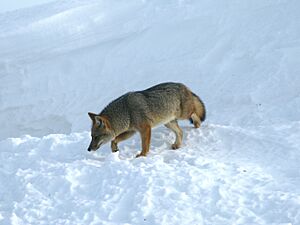 Lycalopex culpaeus (Ushuaia)