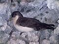 Ma - Puffinus yelkouan